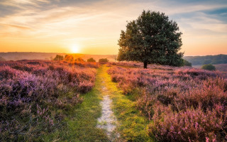 Sunset path tree flower field - free summer wallpaper for desktop
