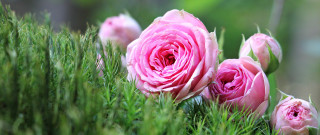 Pink roses green field bush - a lush green field of grass and grass free wallpaper