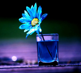 Blue flower glass water night - felipe seade free wallpaper for tablet