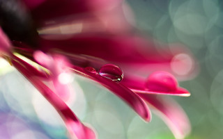Flower water droplets pink green - a close up of a flower free wallpaper for desktop