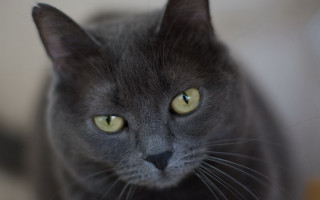 Black cat yellow eyes macro - its face and chest free wallpaper