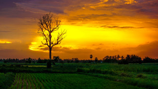 Sunset tree field clouds orange - a sunset in the background free wallpaper for desktop