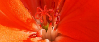 Red flower macro stamen sunset - a red flower free wallpaper