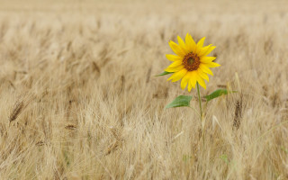 Sunflower wheat field fall 2012 - ecological art free wallpaper