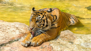 Tiger rock water open mouth - its mouth wide open free wallpaper for desktop