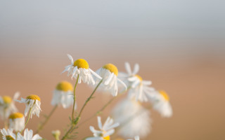Daisies vase table shallow depth - a bunch of daisies free wallpaper