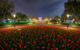 Flower garden night lights building - pixar and disney animation free wallpaper