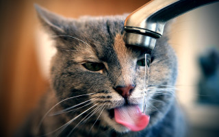 Cat drinking water faucet furry - water free wallpaper for desktop