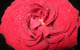 Red rose water droplets macro 70 - close free wallpaper