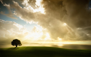 Lone tree grassy hill godrays - god ray free wallpaper for desktop