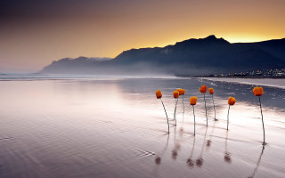 Orange flowers beach sunset mountain - top of a beach next free wallpaper