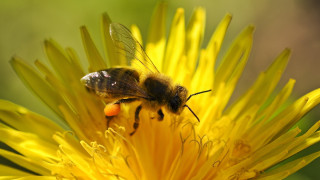 Bee flower macro burning fire - free animals wallpaper