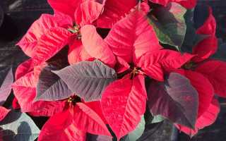 Poinsettia closeup vivid color macro - vivid color free wallpaper