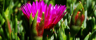 Flower grass background bokeh macro - other flower free wallpaper for desktop