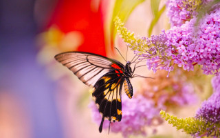 Butterfly flower macro nature blurry 2 - a flower free wallpaper for desktop