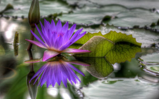 Purple flower pond lily pads - a green leaf in the background free wallpaper