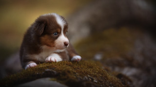 Puppy mossy surface sad shiba - mossy free wallpaper