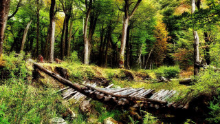 Wooden bridge forest trees grass - the ground and a person free wallpaper