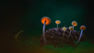 Mushrooms pinecone forest night biolu - a forest floor free wallpaper