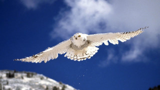Snowy owl flying blue sky - wildlife photography free wallpaper for desktop