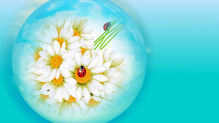 Ladybug flower blue sky ecological - pincushion len free wallpaper