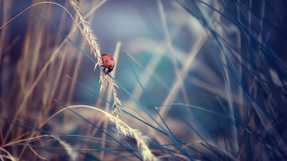 Red bird tall grass blue - field next free wallpaper for desktop