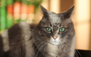 Green eyed cat table bokeh - green eye free wallpaper