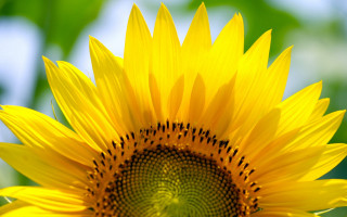 Sunflower green background blurry sky - a sunflower free wallpaper