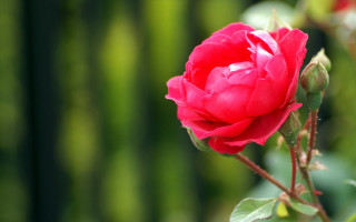 Red rose garden blurry macro - a green leafy area free wallpaper