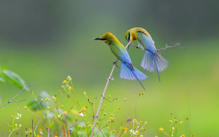 Two birds wings spread flying - ding yunpeng free wallpaper