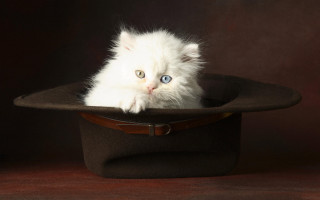 White kitten brown hat table - magic free wallpaper