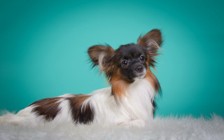 Small dog white fur blue - a white fur free wallpaper