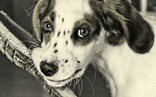 Dog stick camera floor chair - a stipple free wallpaper