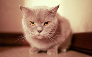 Sad cat yellow eyes blurry - angry free wallpaper
