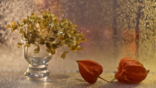 Vase flower leaf table window - rain free wallpaper for desktop