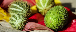 Flower basket wooden spoon macro - a wooden surface free wallpaper