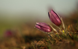 Pink flowers grass sunny field - two pink flower free wallpaper