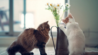 Cats vase flowers sniffing romanticism - two cat free wallpaper