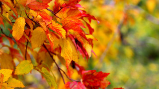 Autumn leaves blurry background fire 2 - a blurry background free wallpaper