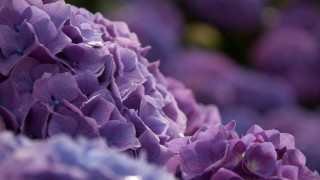 Purple flower closeup water droplets - purple flower free wallpaper