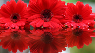 Red flower bouquet macro floral - red flower free wallpaper