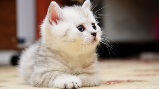 White kitten curious rug photo - a rug free wallpaper