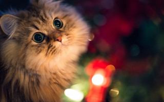 Cat christmas tree candle blurry - a christmas tree in the background free wallpaper