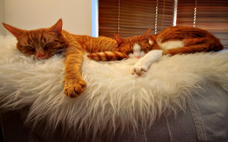 Cats sleeping fluffy blanket couch - free cats wallpaper