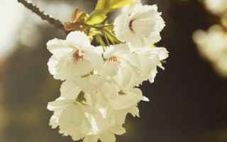 Dionisius daisy flower branch sunlight - dionisiu free wallpaper