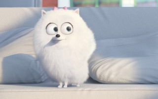 White dog big eyes pink - its head free wallpaper