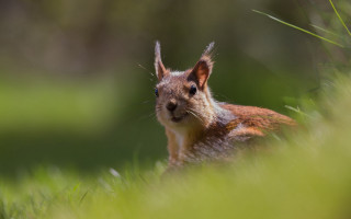 Squirrel sad grass camera nature - a squirrel free wallpaper