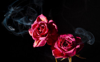 Red roses smoke black glowing - two red rose free wallpaper