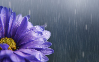 Purple flower water droplets blurry - a purple flower free wallpaper