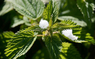 Leaf white flowers green background - a close up of a leaf free wallpaper